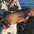 Lahontan Cutthroat — 